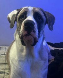 Lost Female Dog last seen Between Sites(business) on Co Rd 130 and Harrison Rd near Huntsville, Bellefontaine, OH 43311