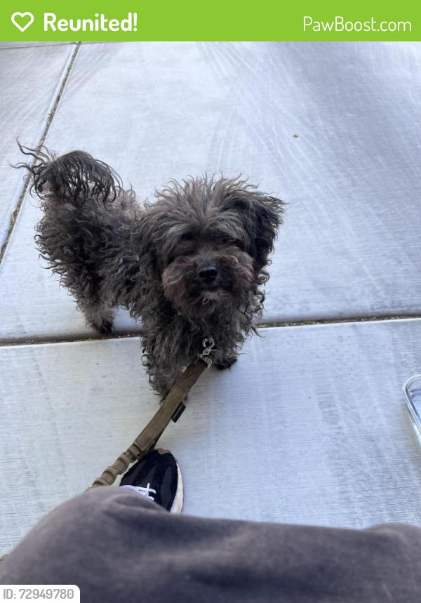 Reunited Male Dog last seen Prairie Grove rd and canyon diablo, Enterprise, NV 89179