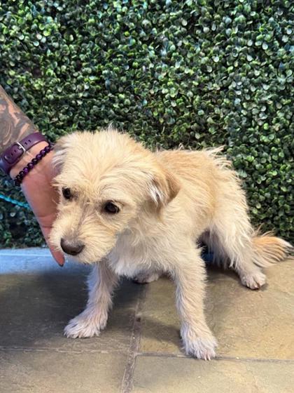 Shelter Stray Female Dog last seen Near EDGE OF TEXAS, EL PASO, TX, 79934, CITY of El Paso, TX, Fort Bliss, TX 79906