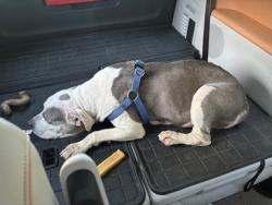 Shelter Stray Female Dog last seen Seattle, WA 98108, Seattle, WA 98119