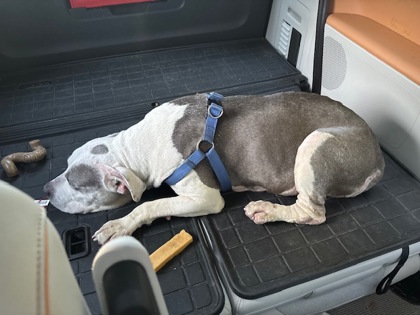 Shelter Stray Female Dog last seen Seattle, WA 98108, Seattle, WA 98119