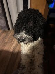 Lost Male Dog last seen Hayward bart, meekland ave, Hayward, CA 94541