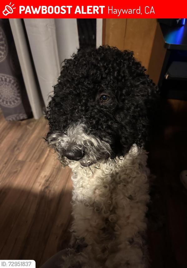 Lost Male Dog last seen Hayward bart, meekland ave, Hayward, CA 94541