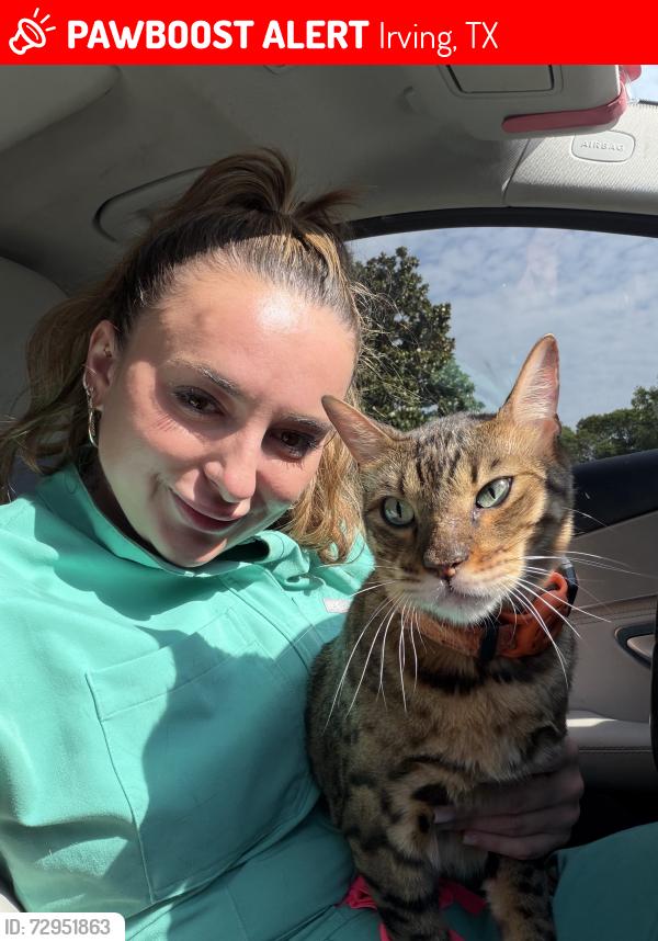 Lost Male Cat last seen Daisy lane , Irving, TX 75061