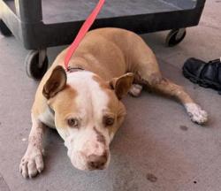 Shelter Stray Male Dog last seen El Paso, TX 79936, Fort Bliss, TX 79906