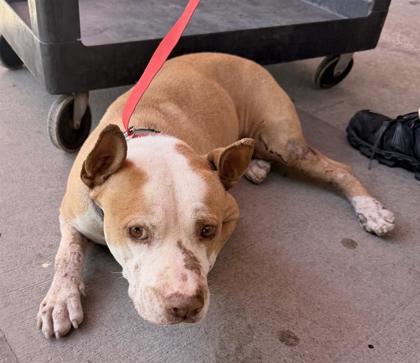 Shelter Stray Male Dog last seen El Paso, TX 79936, Fort Bliss, TX 79906