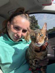 Lost Male Cat last seen Daisy lane , Irving, TX 75061
