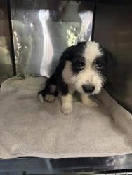 Shelter Stray Female Dog last seen Near WARREN ST, EL PASO, TX, 79924, CITY of El Paso, TX, Fort Bliss, TX 79906