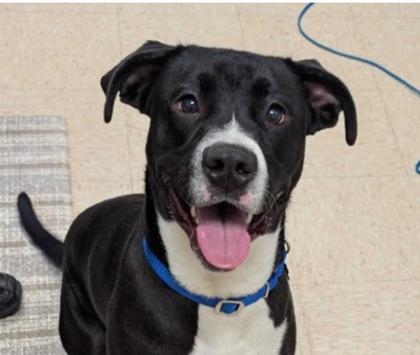 Shelter Stray Male Dog last seen Skagit County, WA 98233, Burlington, WA 98233