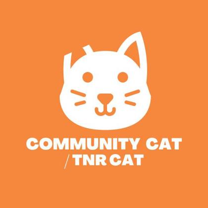 Shelter Stray Male Cat last seen El Paso, TX 79915, Fort Bliss, TX 79906