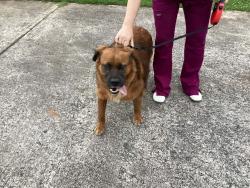 Found/Stray Male Dog last seen Near Old Hwy 53 & Circle K., Rome, GA 30161