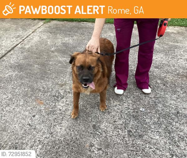 Found/Stray Male Dog last seen Near Old Hwy 53 & Circle K., Rome, GA 30161