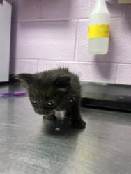 Shelter Stray Female Cat last seen El Paso, TX 79912, Fort Bliss, TX 79906