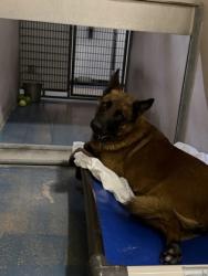 Shelter Stray Male Dog last seen Citrus County, FL 34436, Inverness, FL 34450