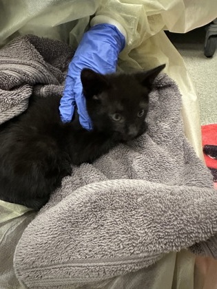 Shelter Stray Male Cat last seen Rancho Cordova, CA 95670, Sacramento, CA 95828