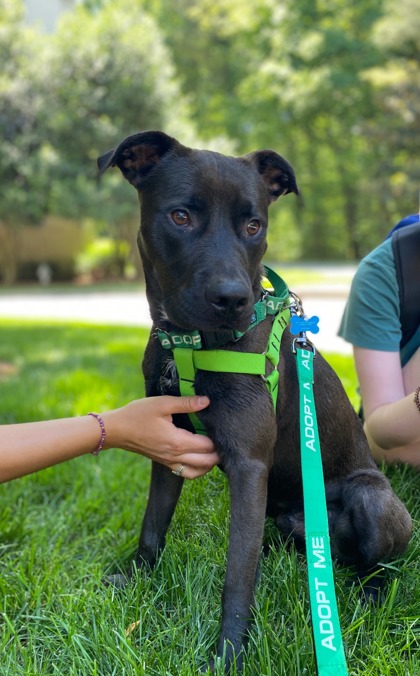 Shelter Stray Male Dog last seen Near NORFAIR LOOP, 30038, GA, Atlanta, GA 30341