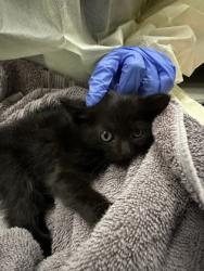 Shelter Stray Female Cat last seen Rancho Cordova, CA 95670, Sacramento, CA 95828