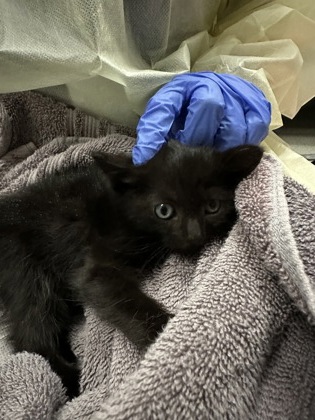 Shelter Stray Female Cat last seen Rancho Cordova, CA 95670, Sacramento, CA 95828