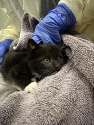 Shelter Stray Female Cat last seen Rancho Cordova, CA 95670, Sacramento, CA 95828