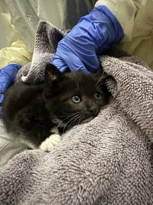 Shelter Stray Female Cat last seen Rancho Cordova, CA 95670, Sacramento, CA 95828