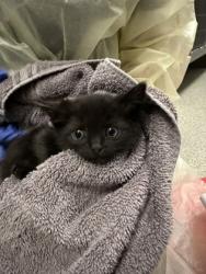 Shelter Stray Female Cat last seen Rancho Cordova, CA 95670, Sacramento, CA 95828