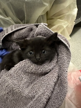 Shelter Stray Female Cat last seen Rancho Cordova, CA 95670, Sacramento, CA 95828