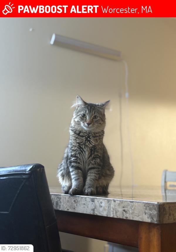 Lost Male Cat last seen Near laurel st, Worcester, MA 01609