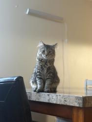 Lost Male Cat last seen Near laurel st, Worcester, MA 01609