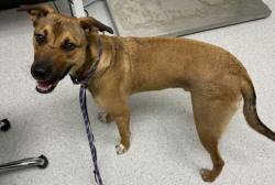 Shelter Stray Male Dog last seen Oakland, CA 94607, Oakland, CA 94601