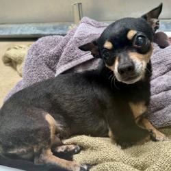Shelter Stray Male Dog last seen Oakland, CA 94621, Oakland, CA 94601