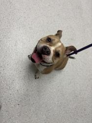 Shelter Stray Female Dog last seen Oakland, CA , Oakland, CA 94601