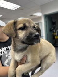 Shelter Stray Female Dog last seen Oakland, CA 94603, Oakland, CA 94601