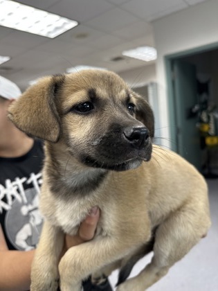 Shelter Stray Female Dog last seen Oakland, CA 94603, Oakland, CA 94601