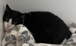 Shelter Stray Female Cat last seen , CA , Oakland, CA 94601