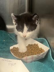 Shelter Stray Female Cat last seen Roseville, CA 95678, Roseville, CA 95678