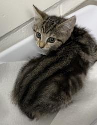 Shelter Stray Female Cat last seen Oakland, CA 94601, Oakland, CA 94601