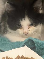 Shelter Stray Female Cat last seen Roseville, CA 95678, Roseville, CA 95678