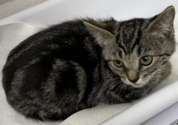 Shelter Stray Female Cat last seen Oakland, CA 94601, Oakland, CA 94601