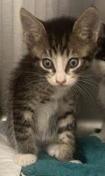 Shelter Stray Male Cat last seen Roseville, CA 95678, Roseville, CA 95678