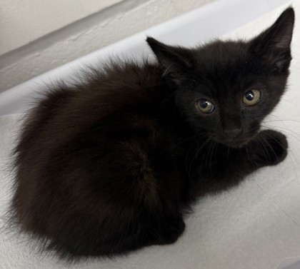 Shelter Stray Male Cat last seen Oakland, CA 94601, Oakland, CA 94601