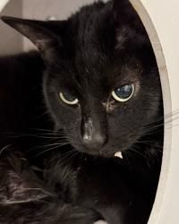 Shelter Stray Female Cat last seen Oakland, CA 94609, Oakland, CA 94601