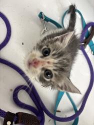 Shelter Stray Male Cat last seen , CA , Oakland, CA 94601