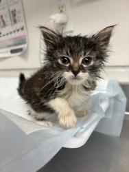 Shelter Stray Female Cat last seen , CA , Oakland, CA 94601