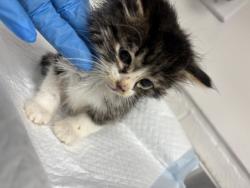 Shelter Stray Male Cat last seen , CA , Oakland, CA 94601