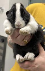 Shelter Stray Female Rabbit last seen Oakland, CA 94603, Oakland, CA 94601