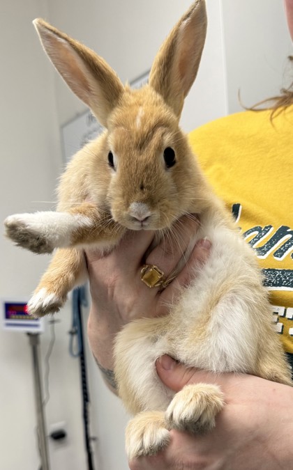 Shelter Stray Male Rabbit last seen 102nd walnut ave, Oakland, CA, 1101 29th Ave, Oakland, CA 94601, USA