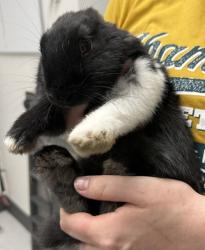 Shelter Stray Female Rabbit last seen Oakland, CA 94603, Oakland, CA 94601
