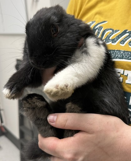 Shelter Stray Female Rabbit last seen 102nd walnut ave, Oakland, CA, 1101 29th Ave, Oakland, CA 94601, USA