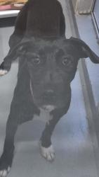 Shelter Stray Female Dog last seen Near Suquamish Way, SUQUAMISH, WA, 98392, Silverdale, WA 98383