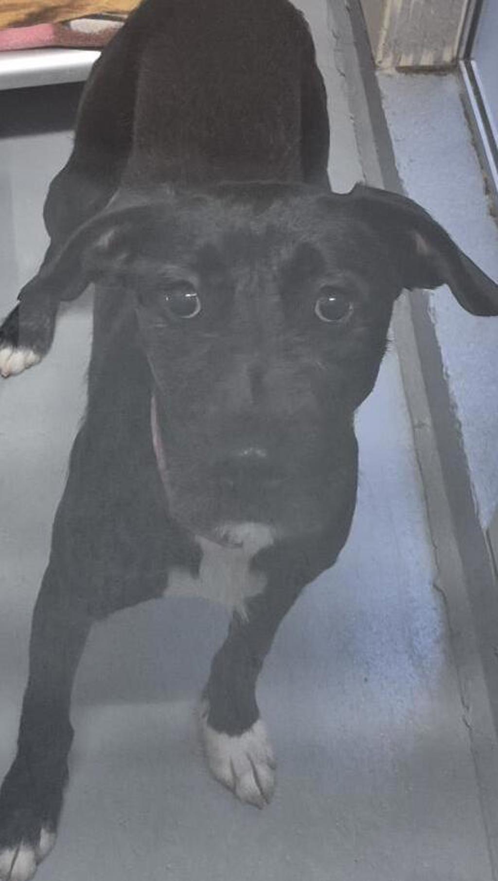 Shelter Stray Female Dog last seen Near Suquamish Way, SUQUAMISH, WA, 98392, Silverdale, WA 98383